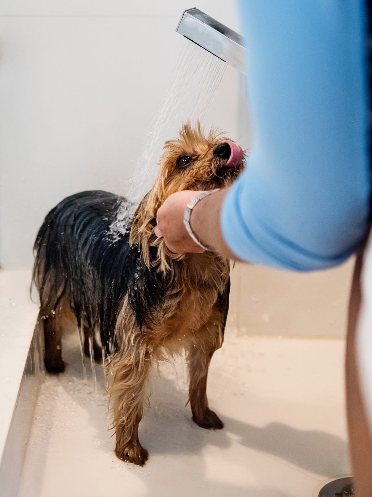 How To Create A Pet Friendly Bathroom | Sanctuary Bathrooms